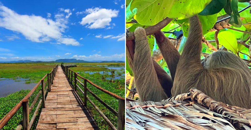 13 Wildlife Experiences in Costa Rica Nature Lovers Never Forget