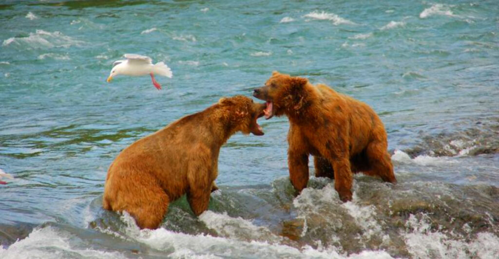 14 Best Places in Alaska to See Grizzly Bears in the Wild