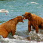 14 Best Places in Alaska to See Grizzly Bears in the Wild