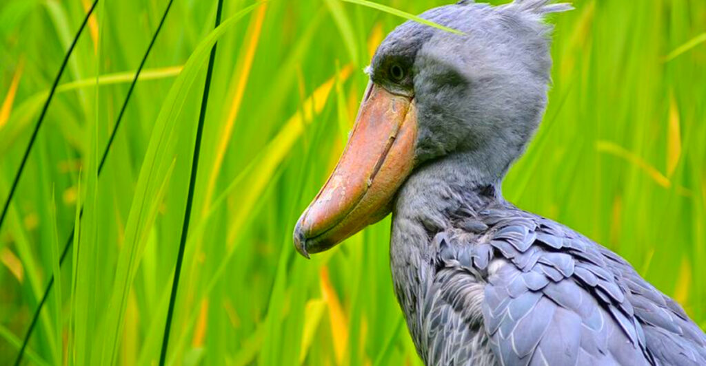 14 Creatures That Look Completely Made Up – but Aren’t