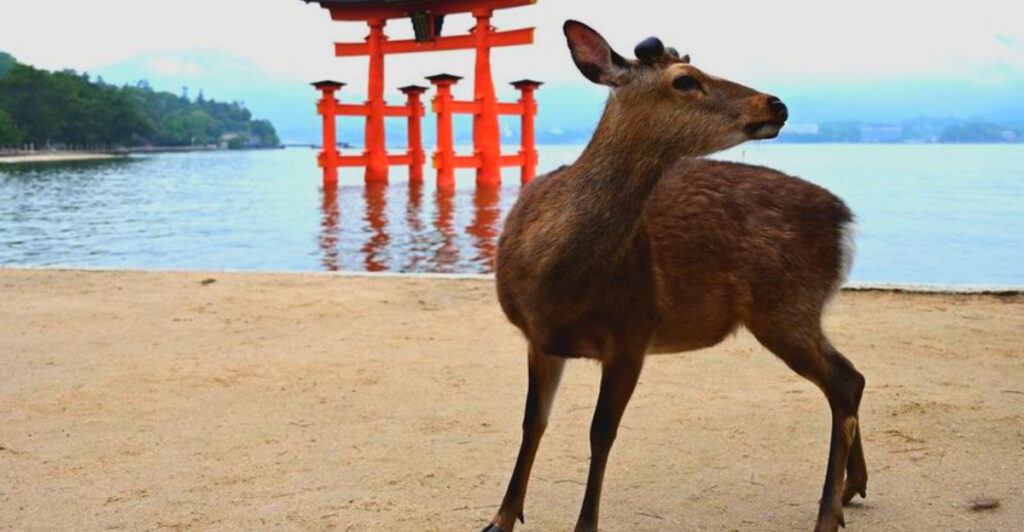 14 Places Where Wildlife Roams Freely Near Human Settlements