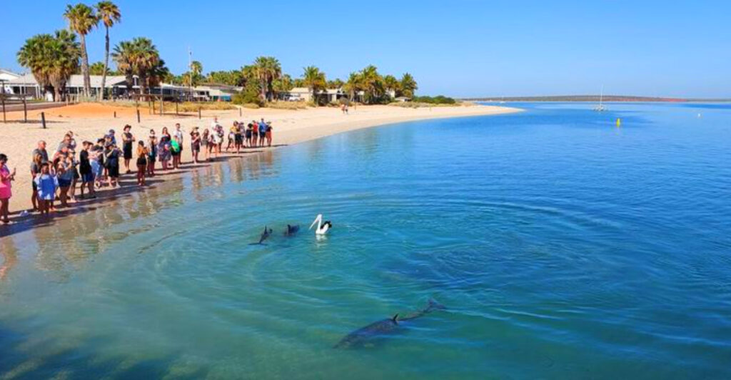 15 Best Places in the World to Spot Wild Dolphins Naturally