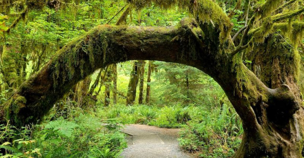 15 Enchanting Woodlands That Showcase Nature at Its Finest