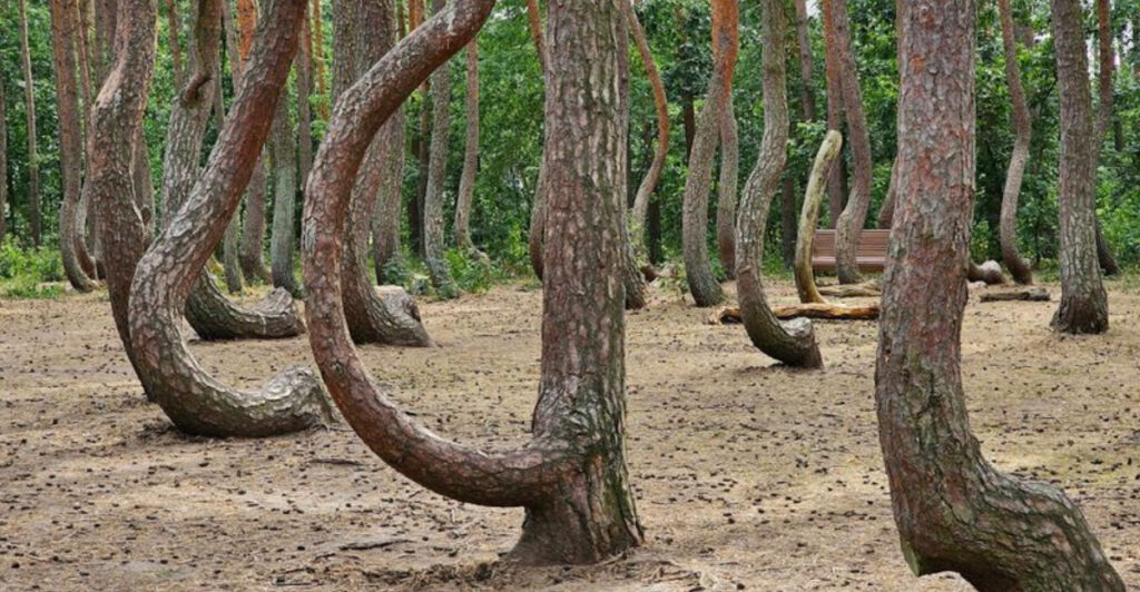 15 Famous Forests Around the World That Feel Almost Unreal