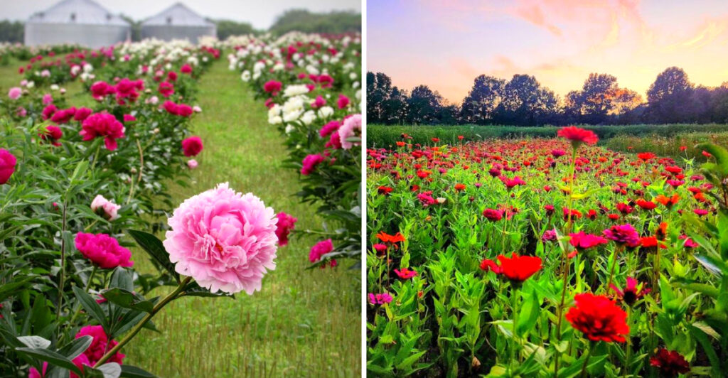 15 Illinois Flower Farms You Can Visit This June for Stunning Blooms and Country Charm