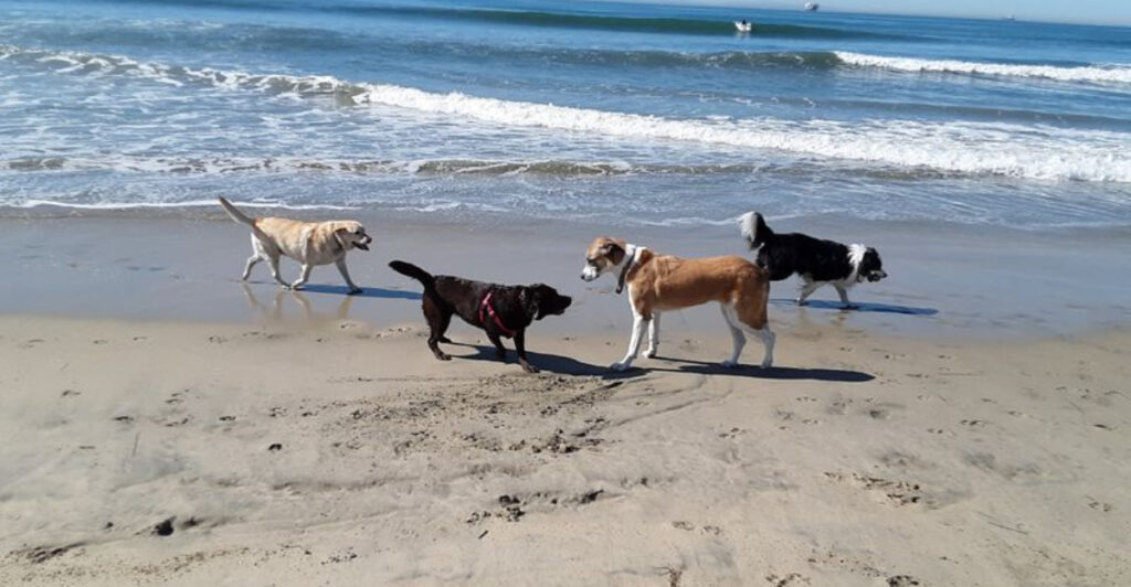 15 U.S. Beaches Where Dogs Can Enjoy The Sand And Water Too