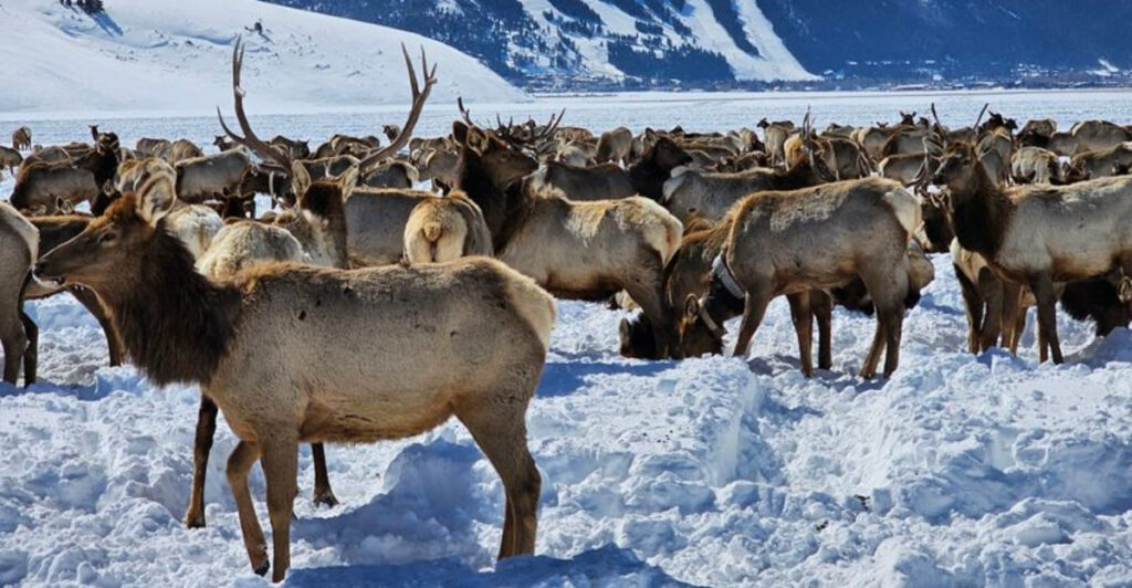 15 U.S. Wildlife Observatories Every Nature Lover Should Visit