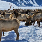 15 U.S. Wildlife Observatories Every Nature Lover Should Visit