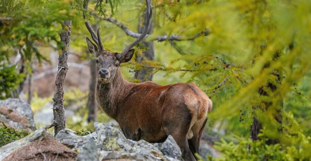 15 Wild Animals That Aren’t Dangerous