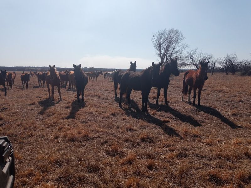 400 Wild Mustangs on 4,000 Acres: What That Actually Looks Like