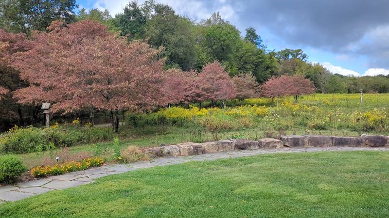 550 Dogwood Trees and the Meadow That Stops Visitors in Their Tracks 550 Dogwood Trees and the Meadow That Stops Visitors in Their Tracks
