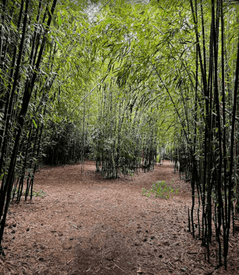 A Bamboo Forest in the Middle of Rhode Island A Bamboo Forest in the Middle of Rhode Island