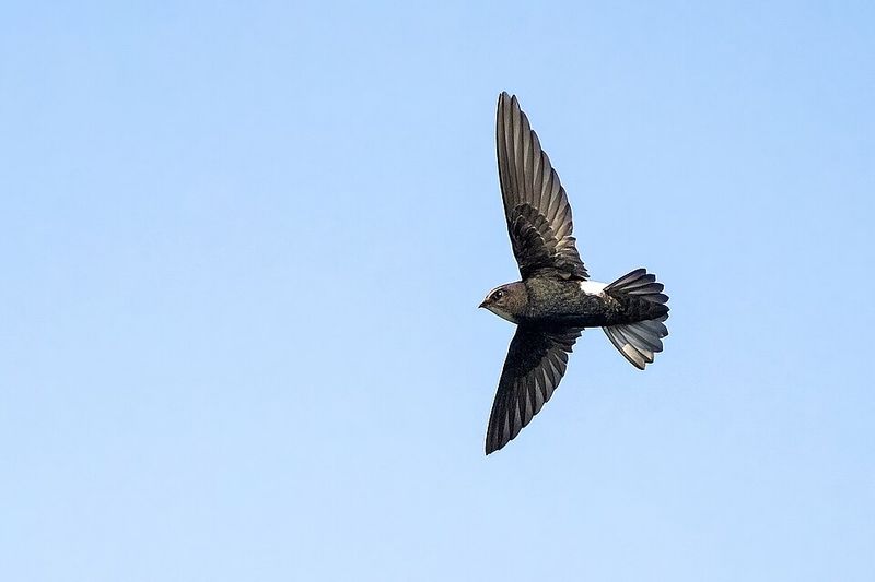 A Bird Flying Into the House Foretells Death