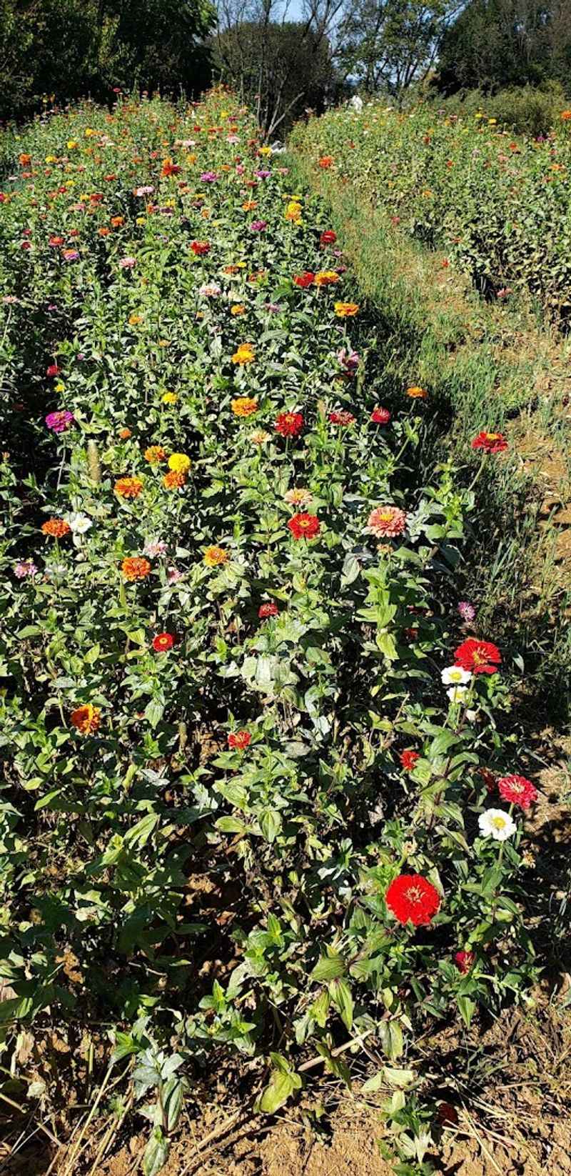 A Bloom for Every Season From April Through September