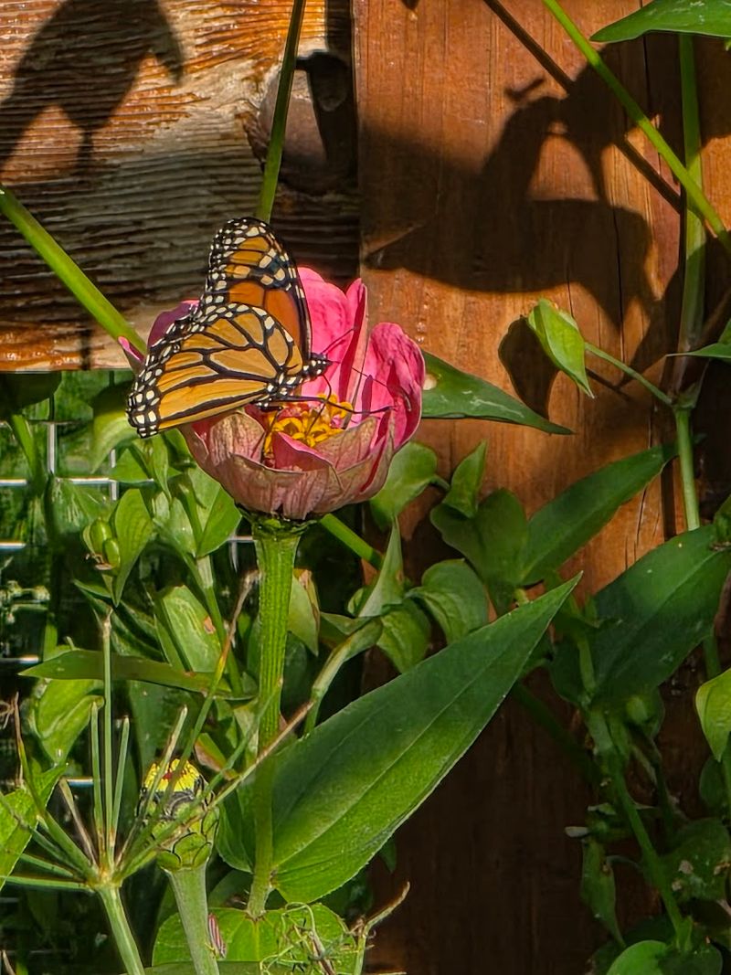 A Butterfly Garden That Brings the Season to Life