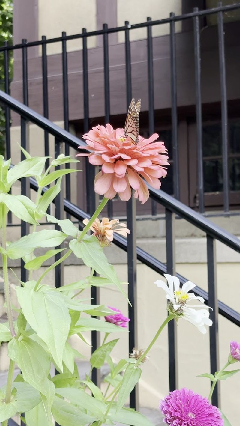 A Butterfly Garden Worth Seeking Out A Butterfly Garden Worth Seeking Out