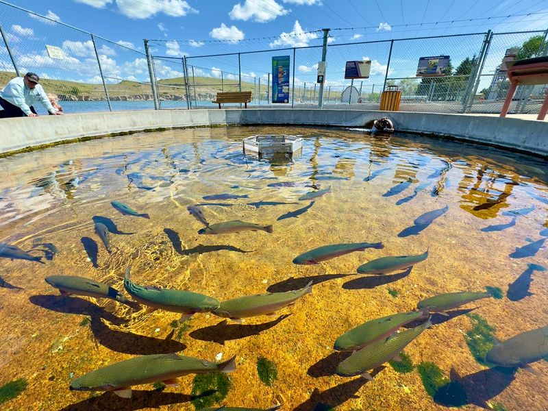 A Fish Hatchery That Is More Fun Than You Might Expect