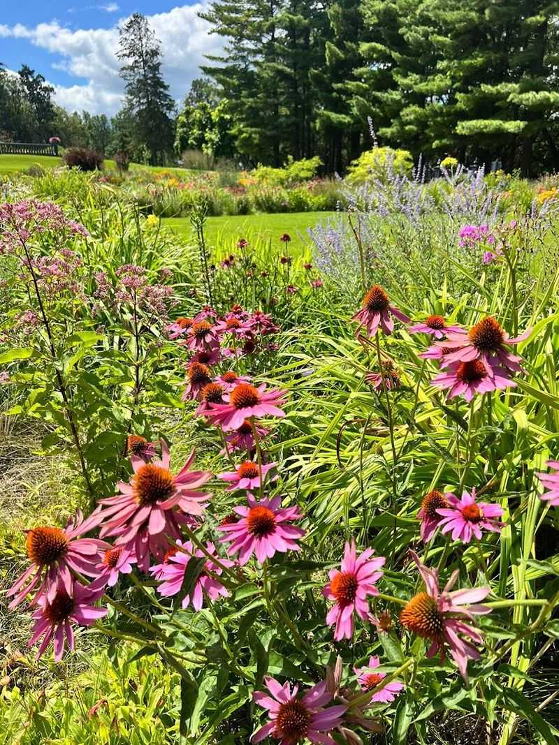A Flower Variety That Will Surprise You