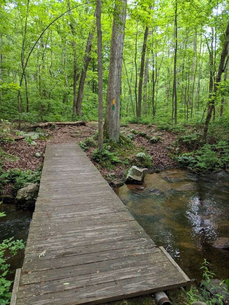 A Forest Bigger Than You Expect A Forest Bigger Than You Expect