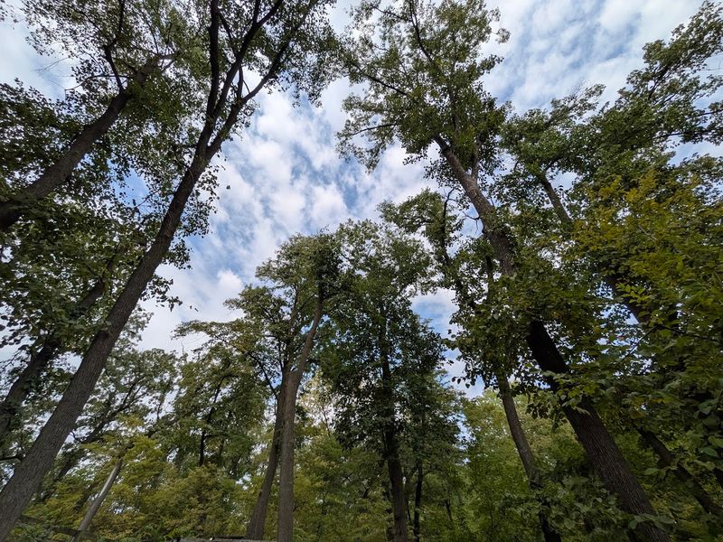 A Forest With Deep Roots: The History Behind the Preserve A Forest With Deep Roots: The History Behind the Preserve