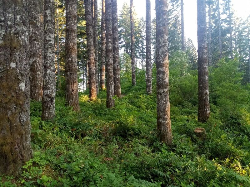 A Forest With a Story: The History Behind the Trees A Forest With a Story: The History Behind the Trees