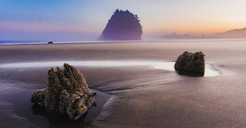 A Ghostly 2,000-Year-Old Forest Appears From the Tides on This Oregon Beach