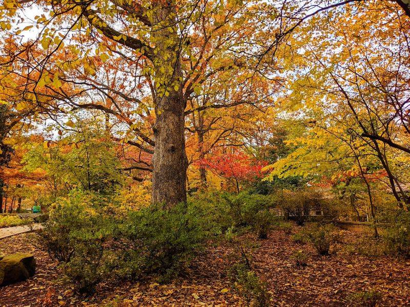 A Level II Arboretum With Champion Trees You Can Actually Touch A Level II Arboretum With Champion Trees You Can Actually Touch
