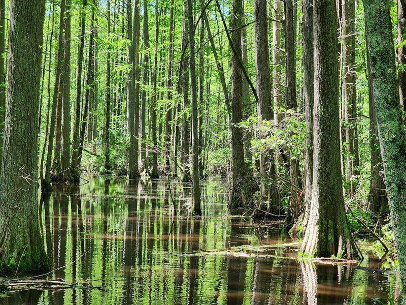 A Living Timeline: The Trees That Have Seen Centuries Pass