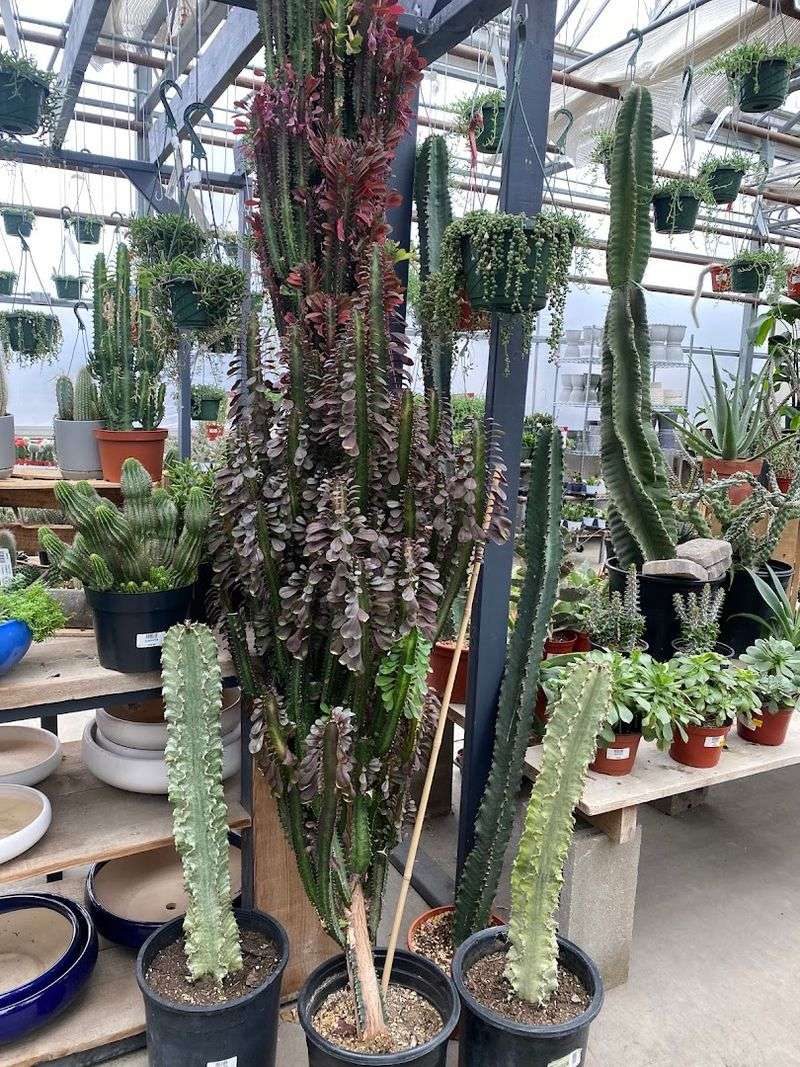 A Nursery with a Secret Worth Finding A Nursery with a Secret Worth Finding