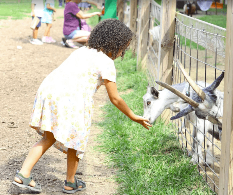 A Petting Zoo Where the Goats Run the Show A Petting Zoo Where the Goats Run the Show