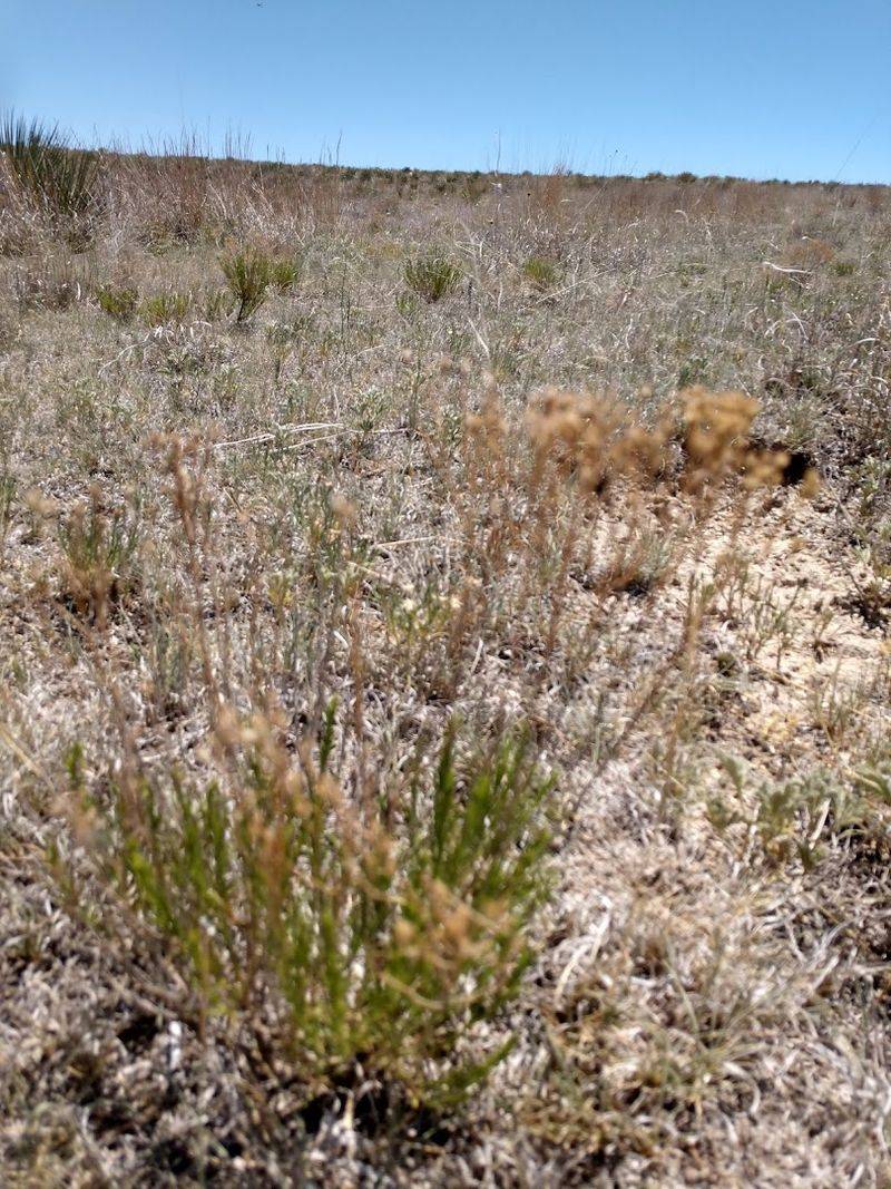 A Plant Found Almost Nowhere Else on Earth A Plant Found Almost Nowhere Else on Earth