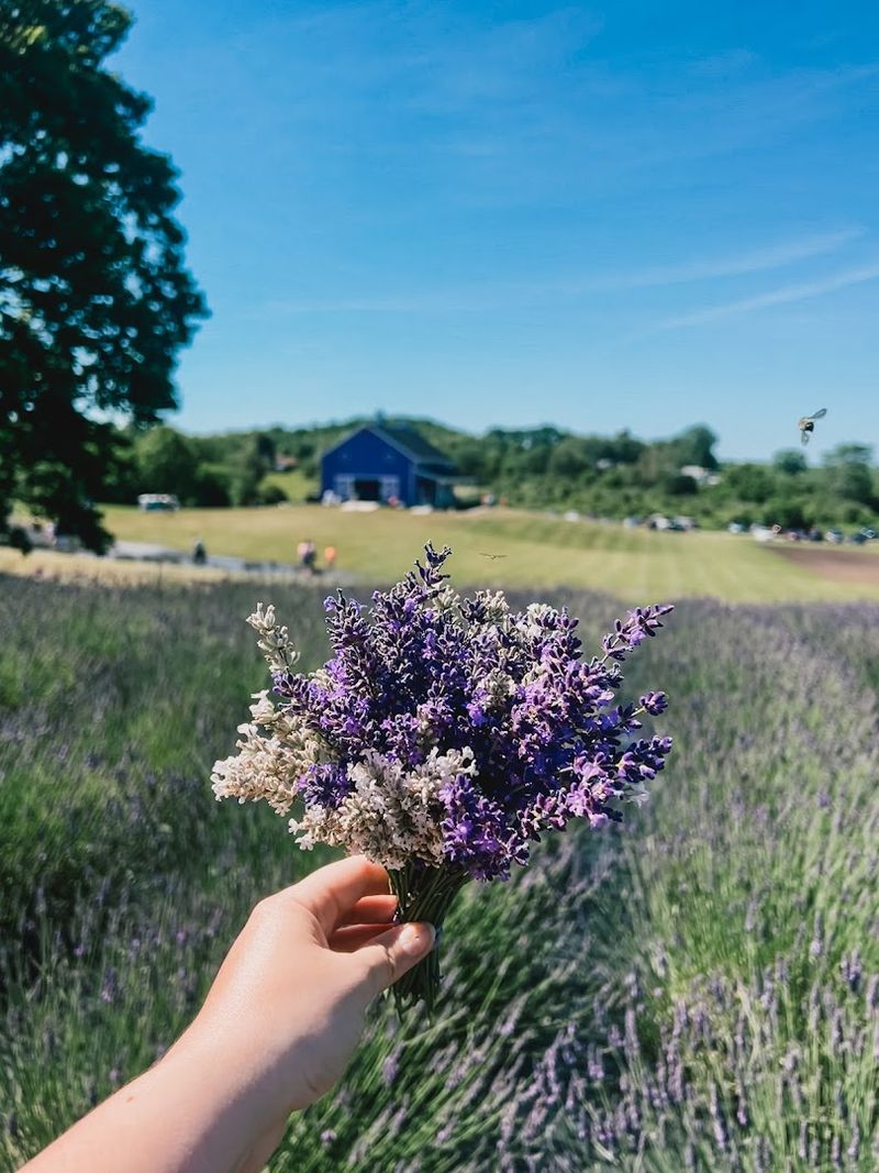 A Rainbow of Purple: The Lavender Varieties A Rainbow of Purple: The Lavender Varieties