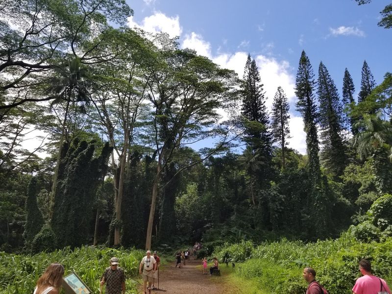 A Rainforest That Feels Like Another World