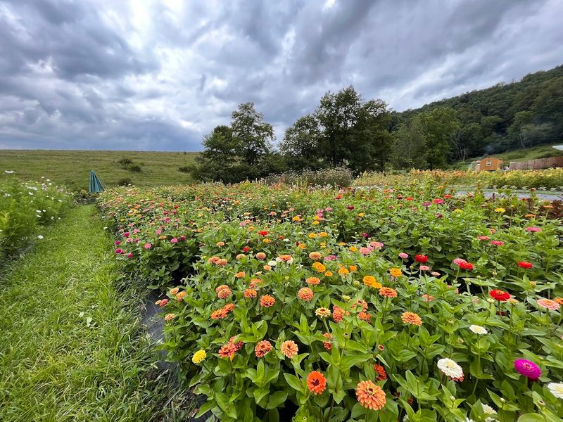 A Sea of Dahlias That Stops You in Your Tracks