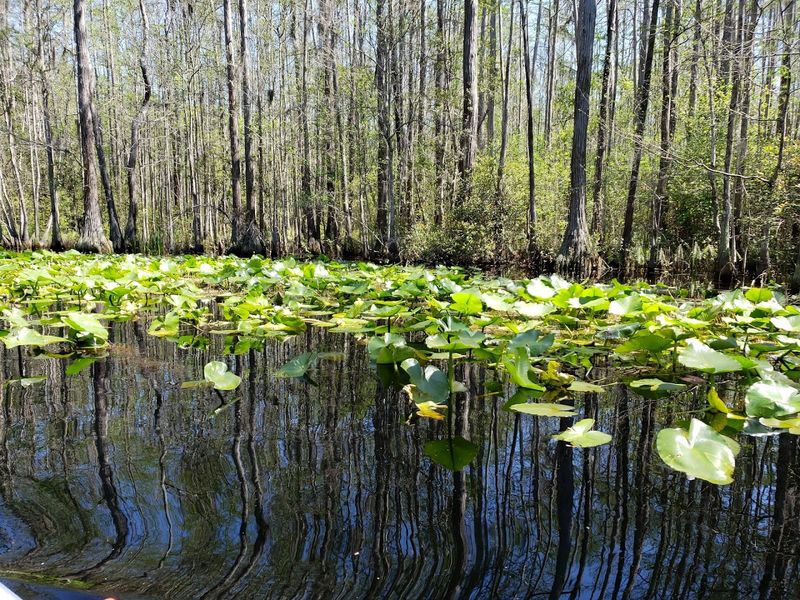 A Swamp With a Story Millions of Years in the Making A Swamp With a Story Millions of Years in the Making
