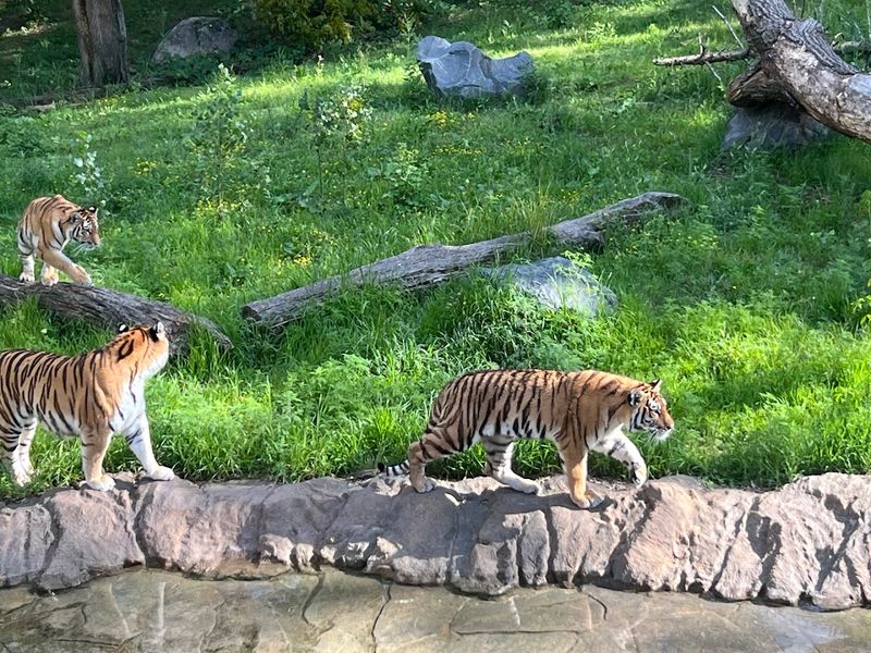 A Zoo Built On A Massive Scale A Zoo Built On A Massive Scale
