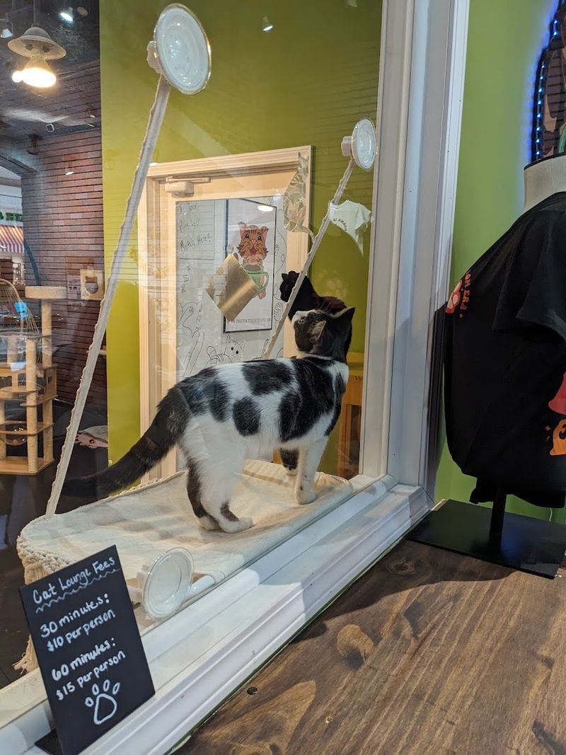 Adopting a Cat Straight from the Lounge