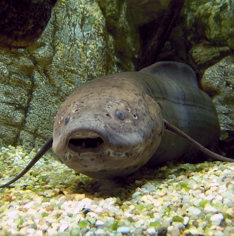 African Lungfish Can Survive Years Without Water African Lungfish Can Survive Years Without Water