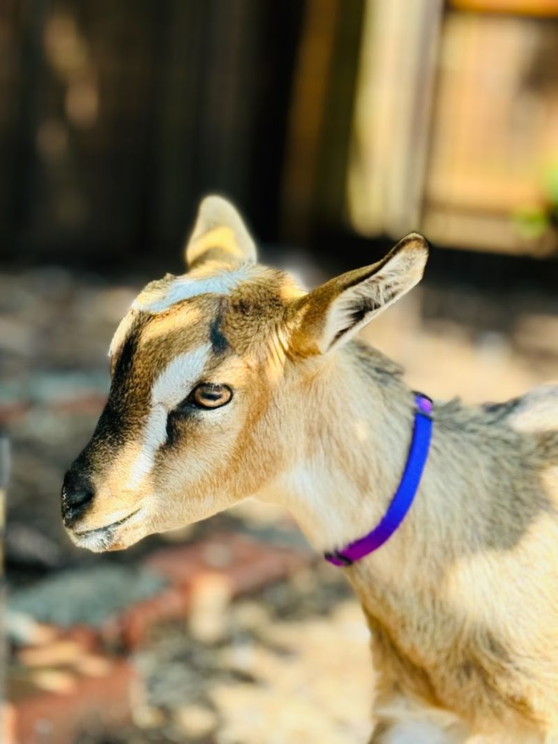Agape Farm — Watha, North Carolina