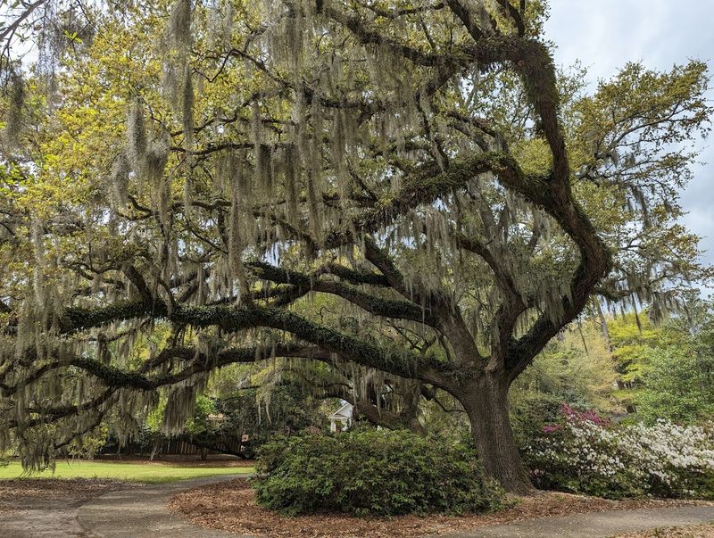 Airlie Gardens — Wilmington, North Carolina