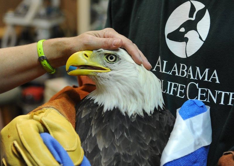 Alabama Wildlife Center, Pelham, Alabama Alabama Wildlife Center, Pelham, Alabama