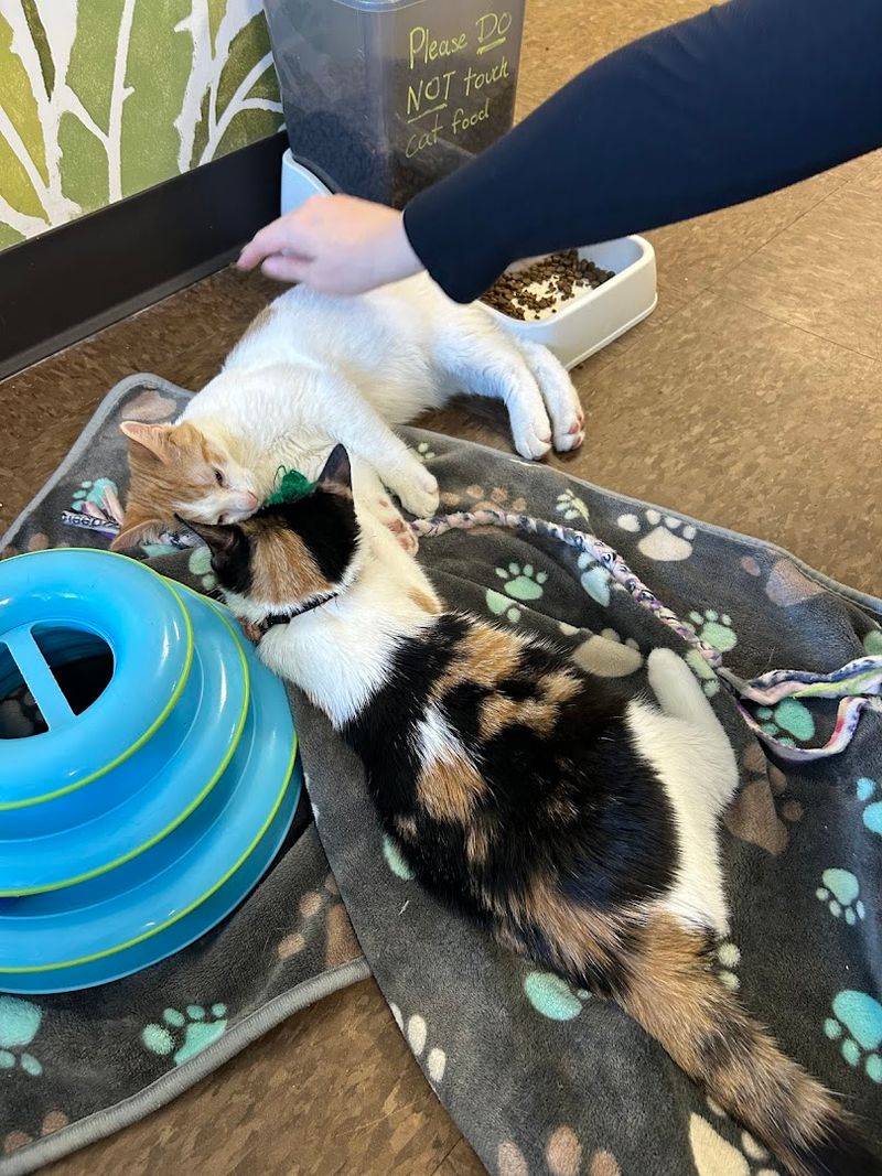 All the Cats Are Adoptable Through No-Kill Rescue Partners All the Cats Are Adoptable Through No-Kill Rescue Partners