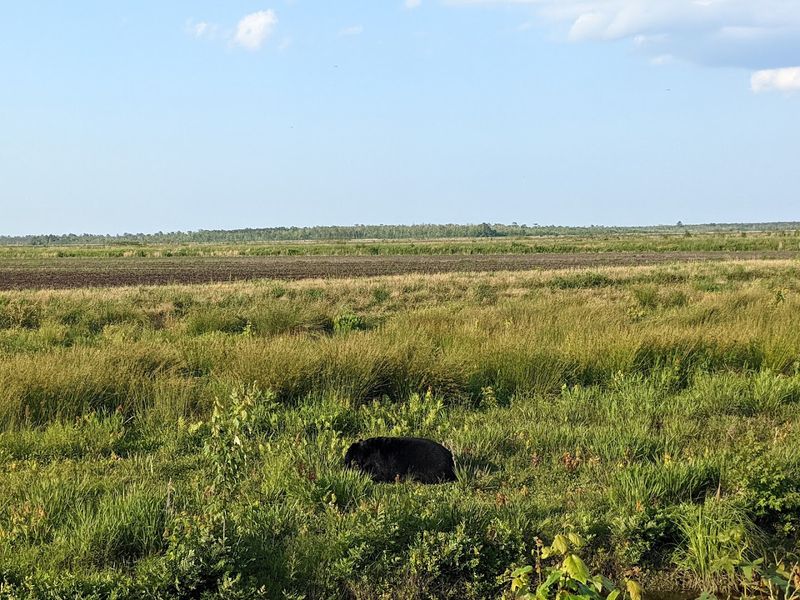Alligator River National Wildlife Refuge — Manteo, North Carolina