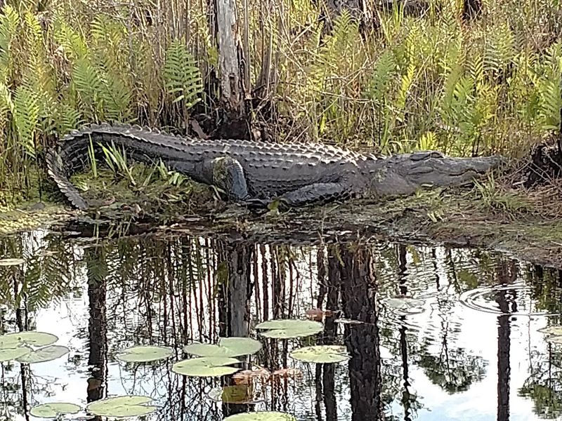 Alligators Are Basically the Locals Here Alligators Are Basically the Locals Here