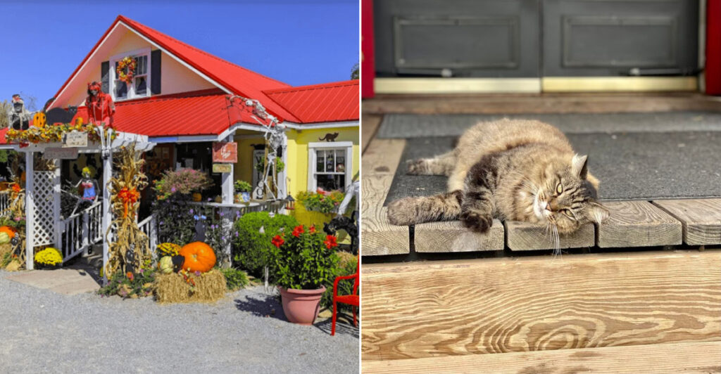 America’s Oldest Cat Shop Is Tucked Inside Tennessee’s Historic Old Mill District