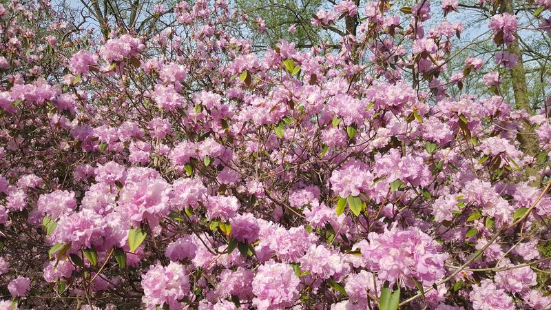 An 11.5-Acre Rhododendron Collection That Peaks in Late Spring An 11.5-Acre Rhododendron Collection That Peaks in Late Spring