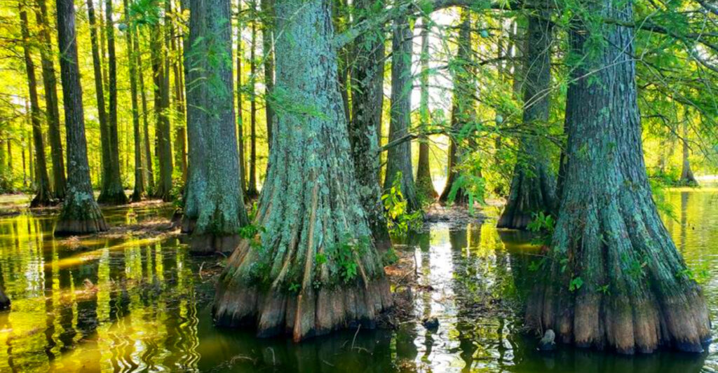 Ancient Bald Cypress Trees Make This Delaware State Park Feel Like a Hidden Louisiana Swamp