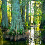 Ancient Bald Cypress Trees Make This Delaware State Park Feel Like a Hidden Louisiana Swamp