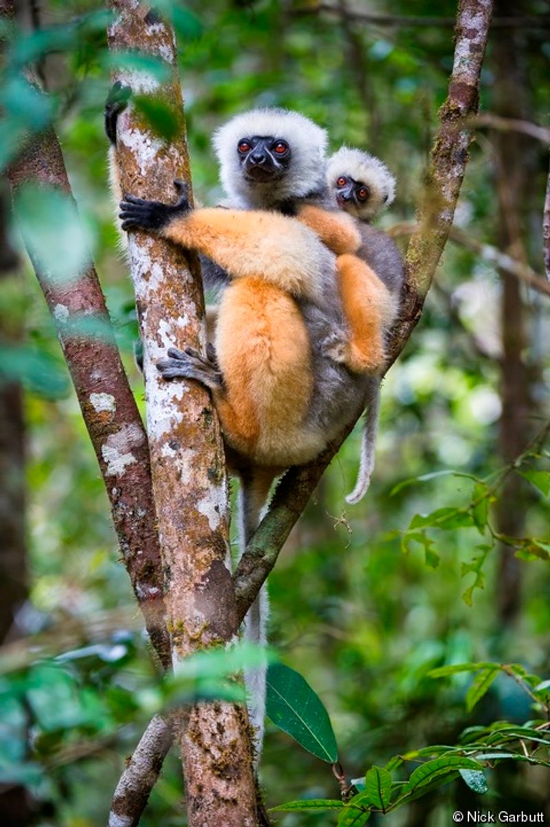 Andasibe-Mantadia National Park, Alaotra-Mangoro, Madagascar