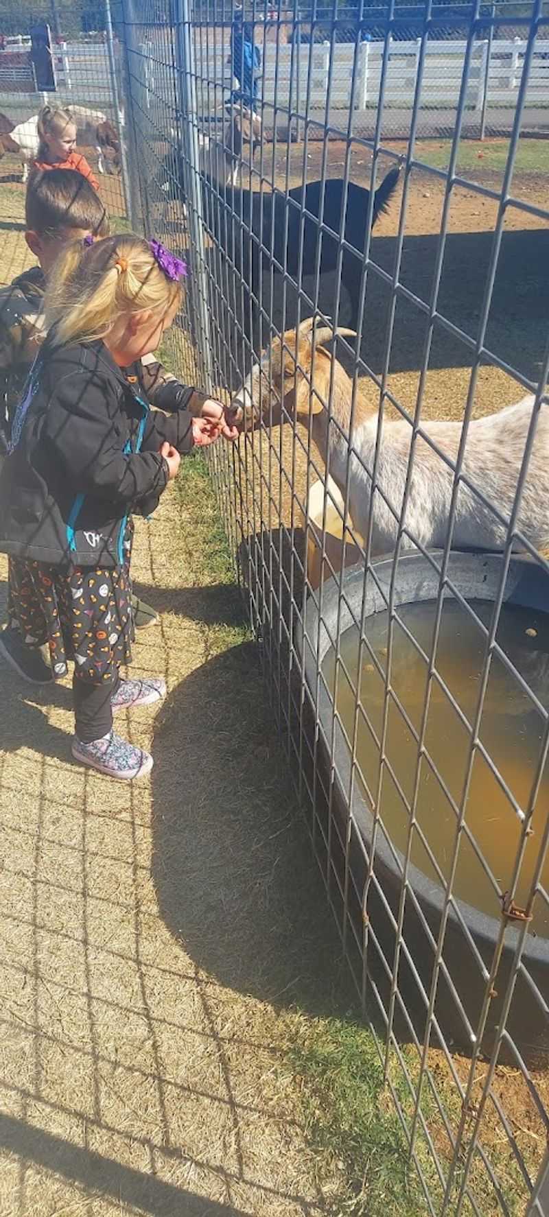 Animal Encounters: Meeting the Farm Residents